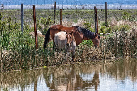 Thirsty Horses