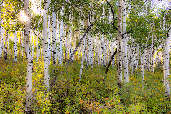 Ouray, CO