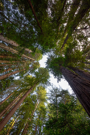 Muir Woods, CA