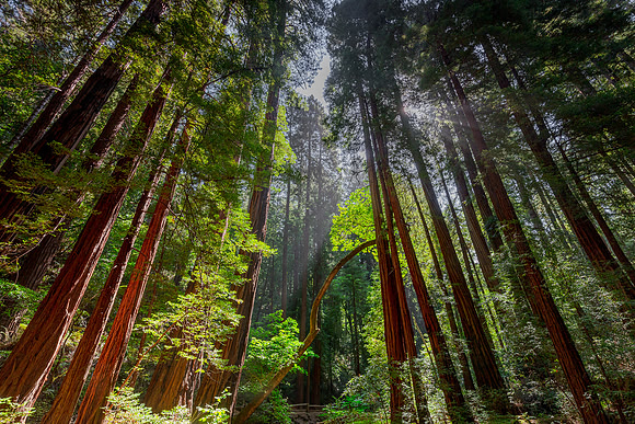 Muir Woods, CA